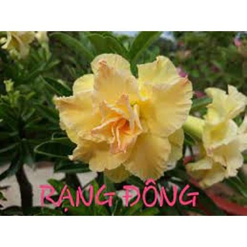 CÂY HOA SỨ THÁI CÁNH KÉP " PHƯƠNG LAM "