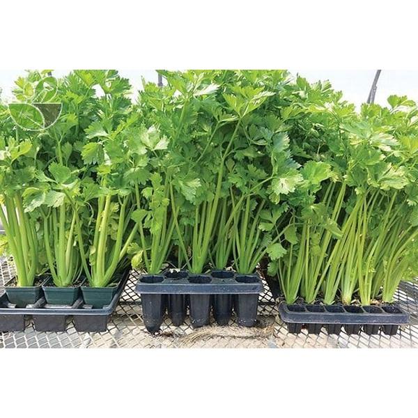 Hạt Giống Cần Tây Cao Sản Winner