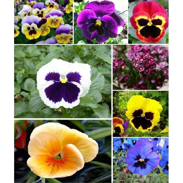 Hạt giống hoa pansy hoa cánh đơn nhiều màu - Gói 50 hạt