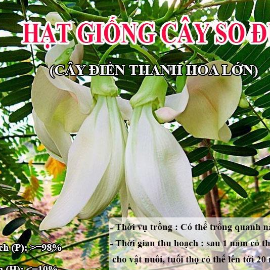 Hạt Giống Cây So Đũa – Cây Điền Thanh Hoa Lớn - Giống Cỏ Chăn Nuôi - Cỏ Chăn Nuôi động vật