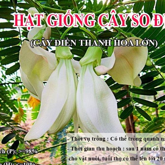 Hạt Giống Cây So Đũa (500g) – Cây Điền Thanh Hoa Lớn - Giống Cỏ Chăn Nuôi - Cỏ Chăn Nuôi động vật