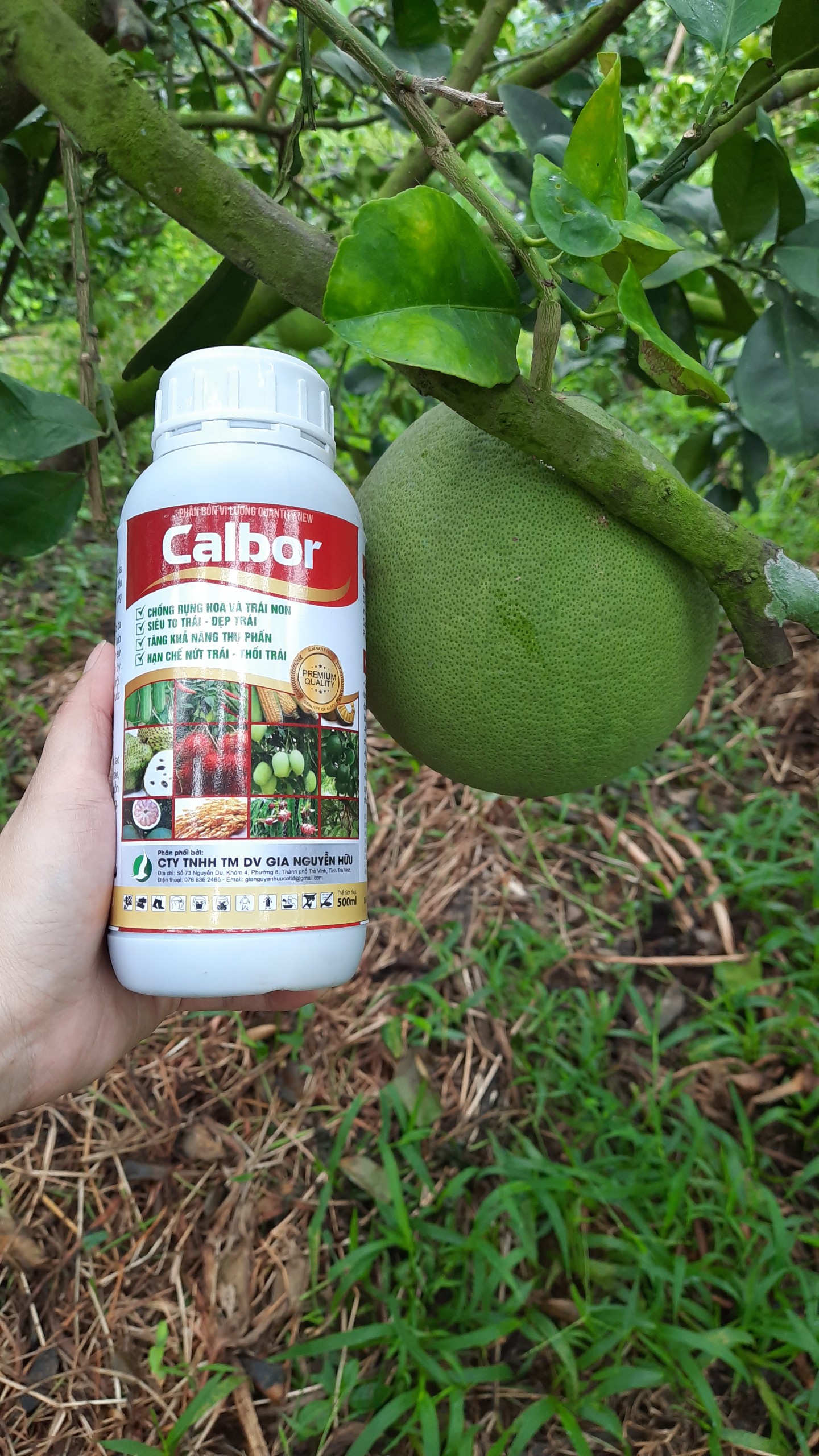 CANXI BO - hạn chế nứt trái, dưỡng trái