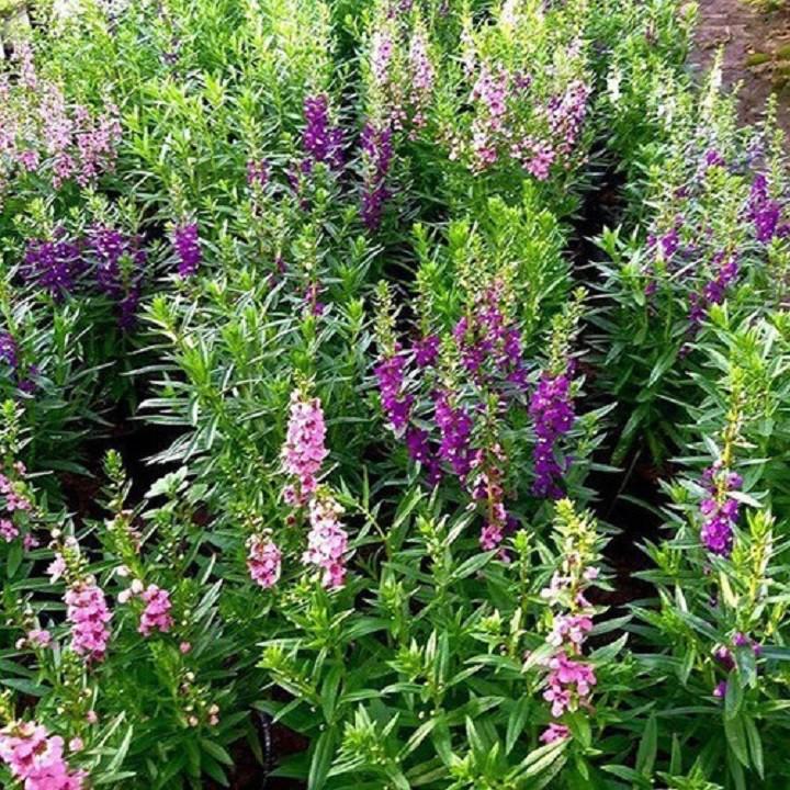 CHẬU HOA VIOLET NHẬT ĐỦ MÀU, HOA QUANH NĂM SIÊU ĐẸP