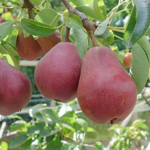 CÂY GIỐNG LÊ ĐỎ NAM PHI SIÊU QUẢ SIÊU KINH TẾ-CAM KẾT GIỐNG CHUẨN F1 - CGLDNPSQ