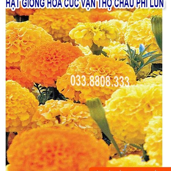 Hạt Giống Hoa Cúc Vạn Thọ Lùn -Hoa Đẹp Trồng Quanh Năm