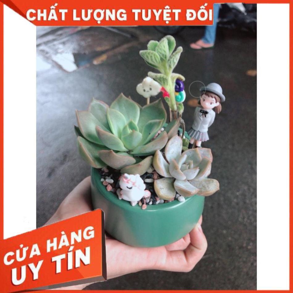 Chậu sen đá tiểu cảnh 3