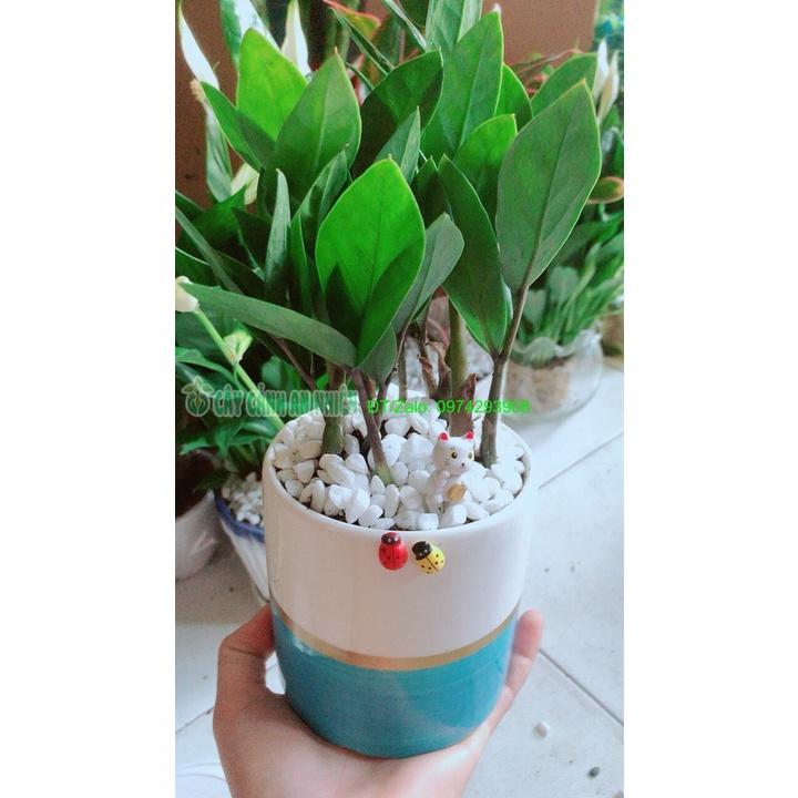 Chậu Cây Kim Tiền Thái Để Bàn