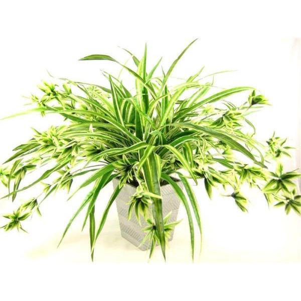 CHẬU CÂY LAN CHI  ĐẸP NHÀ, VƯỢNG KHÍ CHO GIA CHỦ