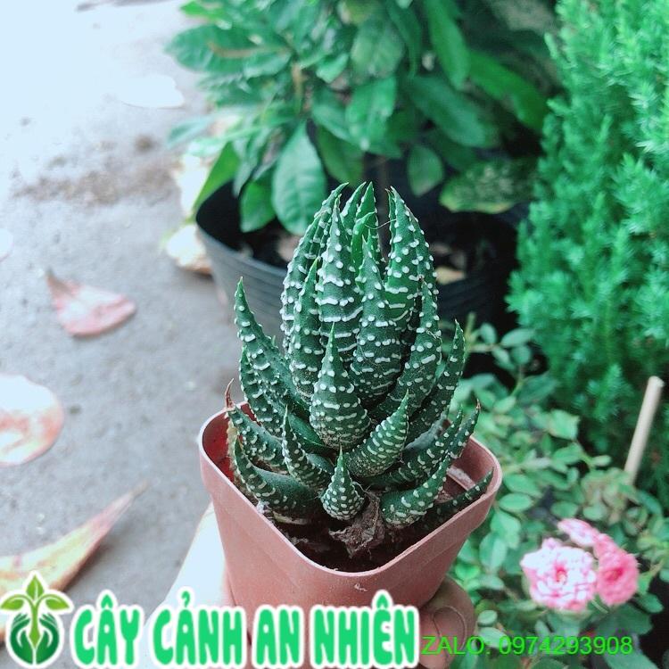 Cây Móng Rồng Búp