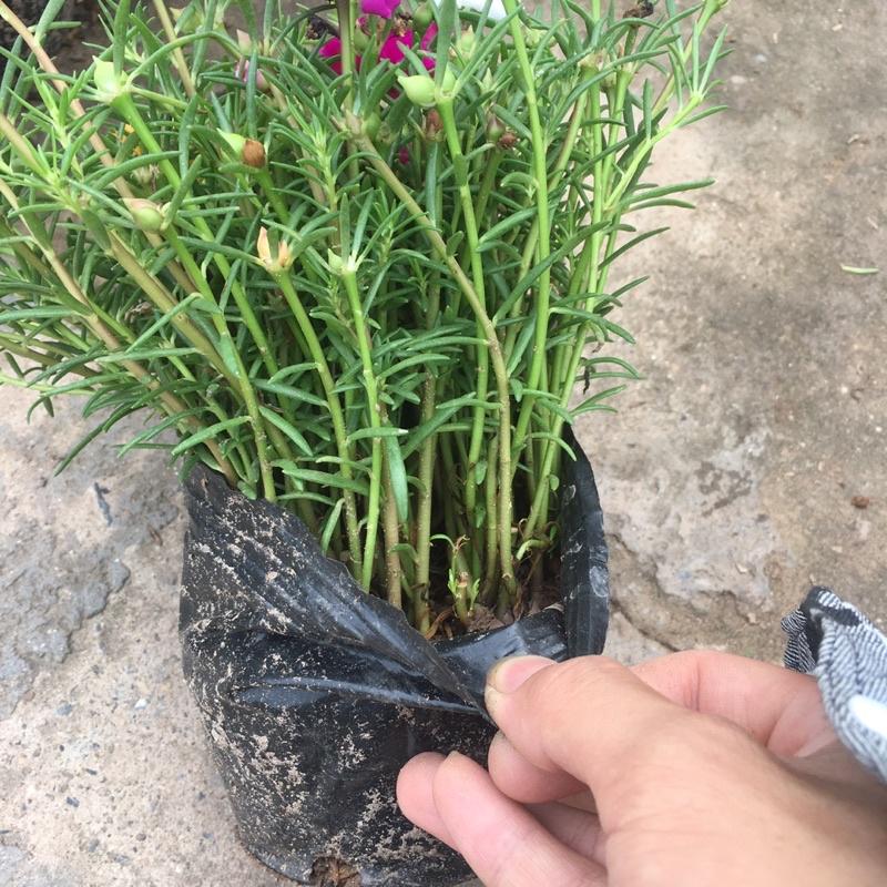 Cây Hoa Mười Giờ Thái Cánh Kép Nhiều Màu Ngọn Xum,Dễ Chăm Sóc