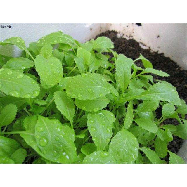 20g Hạt giống cải Mơ Hoàng Mai Cao Sản