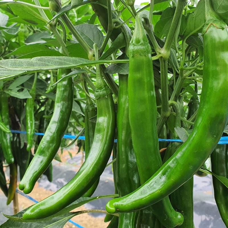 10 hạt giống ớt dưa chuột Hàn Quốc F1