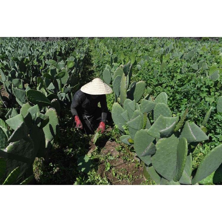 Cây giống rau lưỡi long - món ăn đặc sản bình định