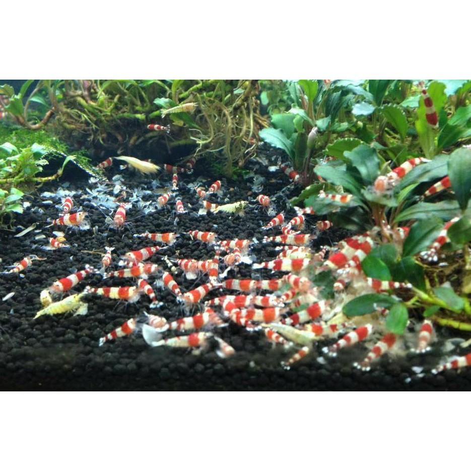 Thức Ăn Vi Sinh cho Tép Cảnh Bee Grows