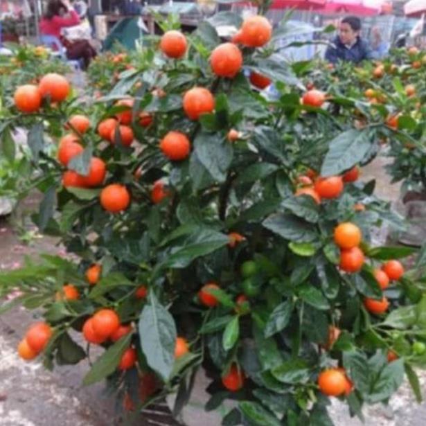 Sản phẩm CÂY QUẤT NHẬT - SIÊU PHẨM CHƠI TẾT