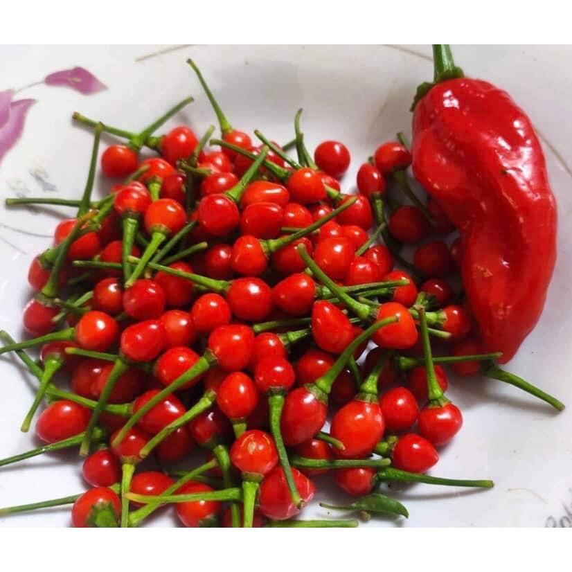 Cây ớt Peru Charapita quả đỏ đang quả cao 30 cm - siêu cay và thơm (ảnh thật số 2)