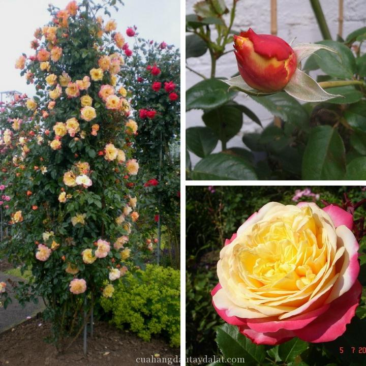 Hoa hồng leo Kordes’ Jubilee rose - bầu vải, cây to lớn, già