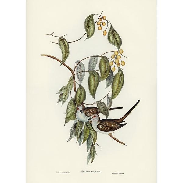 Tranh canvas vintage - Bồ câu - BVT-4