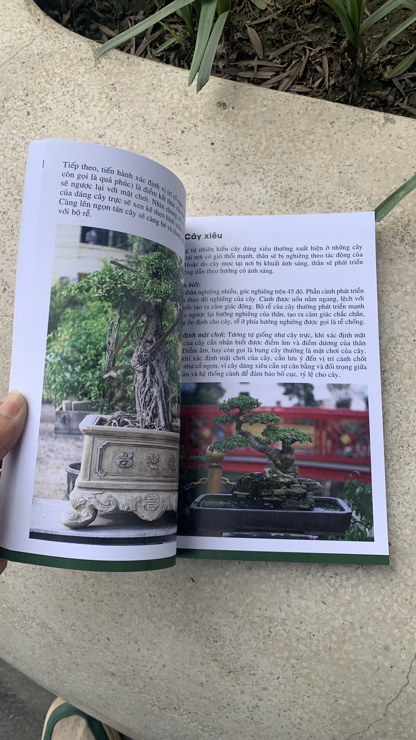 LÀM CHỦ TƯ DUY ĐỊNH HÌNH TÁC PHẨM BONSAI ( Nghệ nhân Nam Lê)