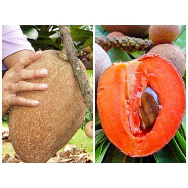 Cây giống Xoài đỏ Nhật Bản.