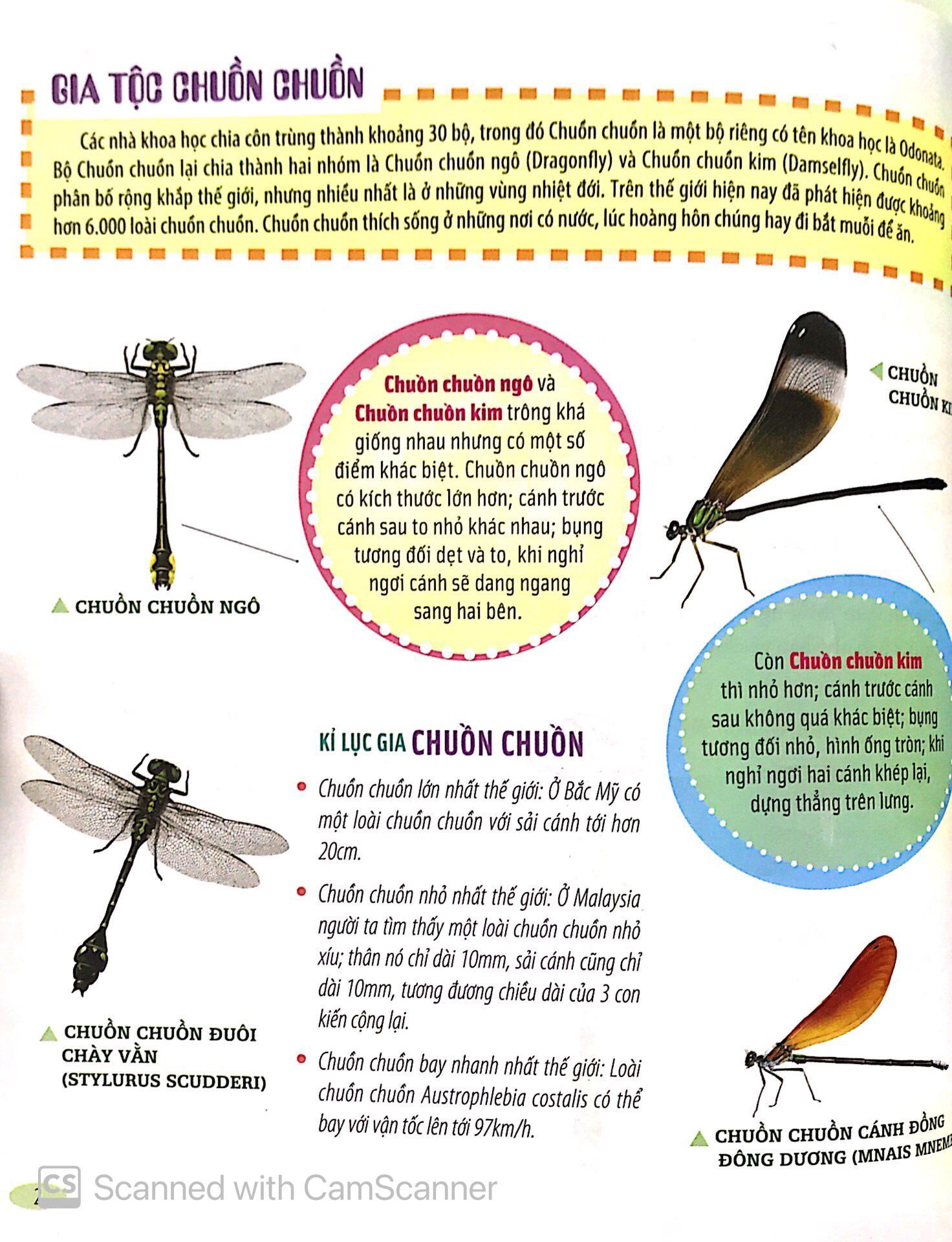 Bách Khoa Động Vật Dành Cho Trẻ Nhỏ - Côn Trùng