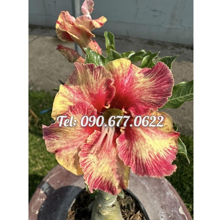 Hạt giống hoa sứ Taiwan ghép cánh to màu vàng đỏ - Bịch 10 hạt – Mã số 1240