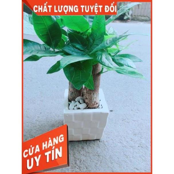 Chậu Kim Ngân 3 Thân