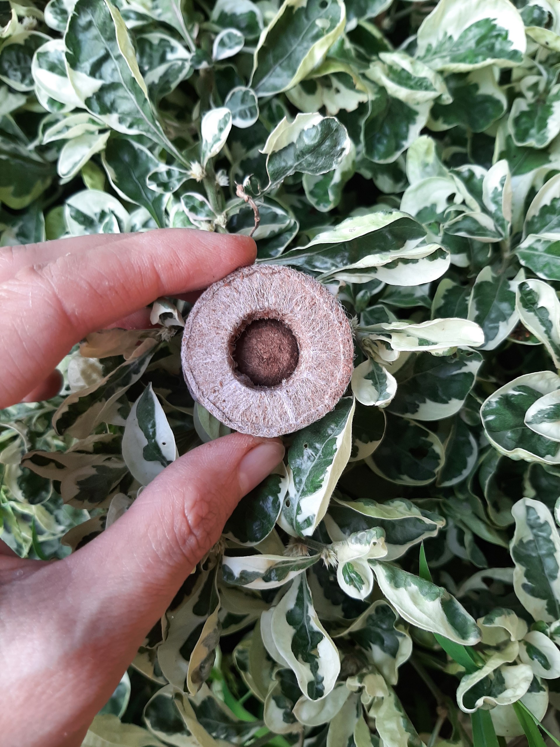 Viên nén sơ dừa ươm hạt
