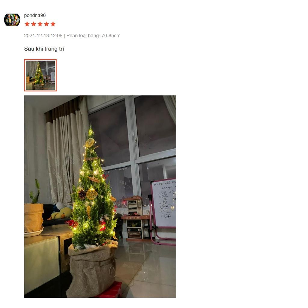 Cây Sơn Tùng Noel + TẶNG kèm giấy Kraft khổ lớn trang trí cây