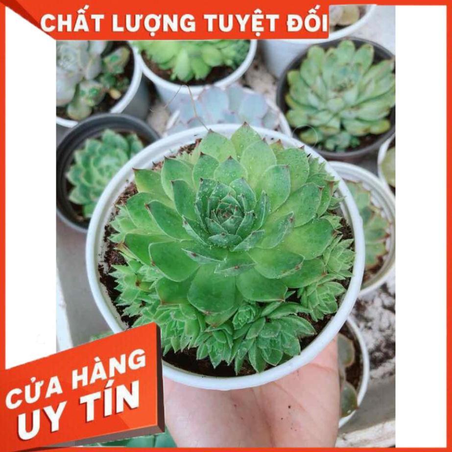 Sen đá phật bà  Nhiều Người Mua