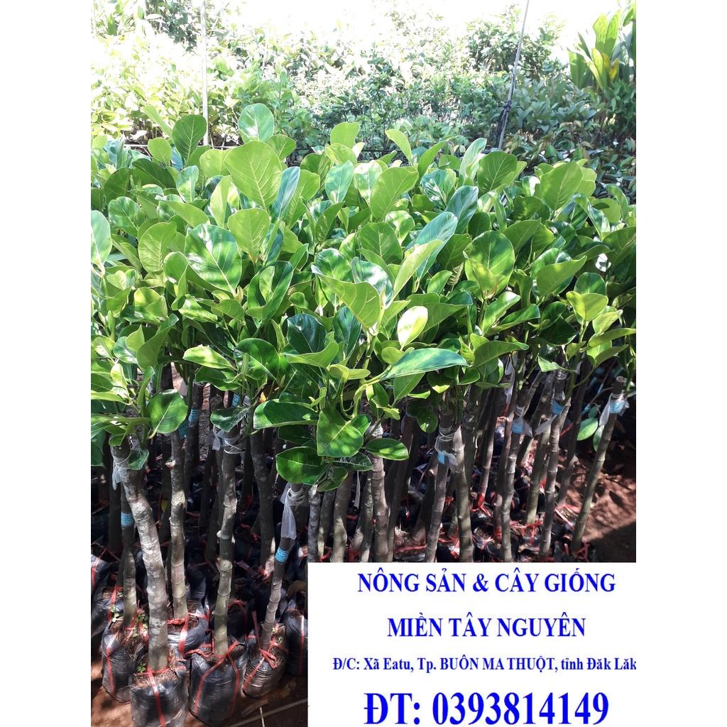 Cây giống mít Thái DA XANH GỐC TO GHÉP 2 NĂM như hình ()