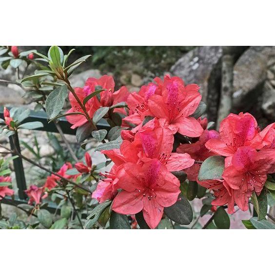 HẠT GIỐNG HOA ĐỖ QUYÊN NHIỀU MÀU- 30 HẠT/GÓI