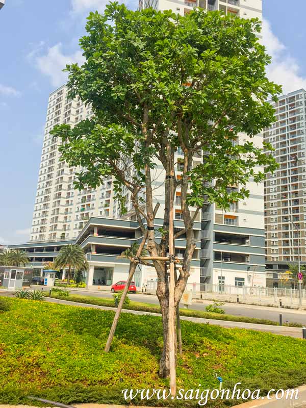 Giống CÂY GIỐNG HOA SỮA