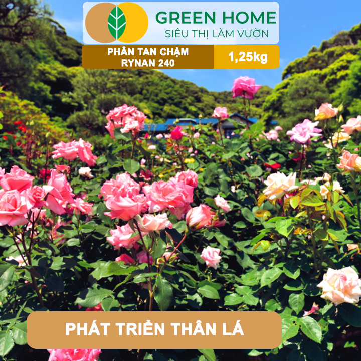 Phân Tan Chậm GreenHome, Rynan 240, Hũ 1,25kg, Dùng Cho Hoa Hồng Ra Hoa Đều Và Màu Sắc Rực Rỡ