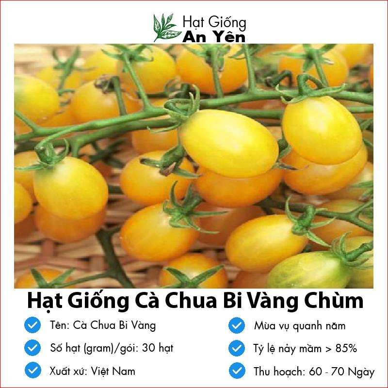 Hạt giống Cà Chua Bi Vàng thu hoạch sớm, dễ trồng, nảy mầm cao, sinh trưởng khoẻ