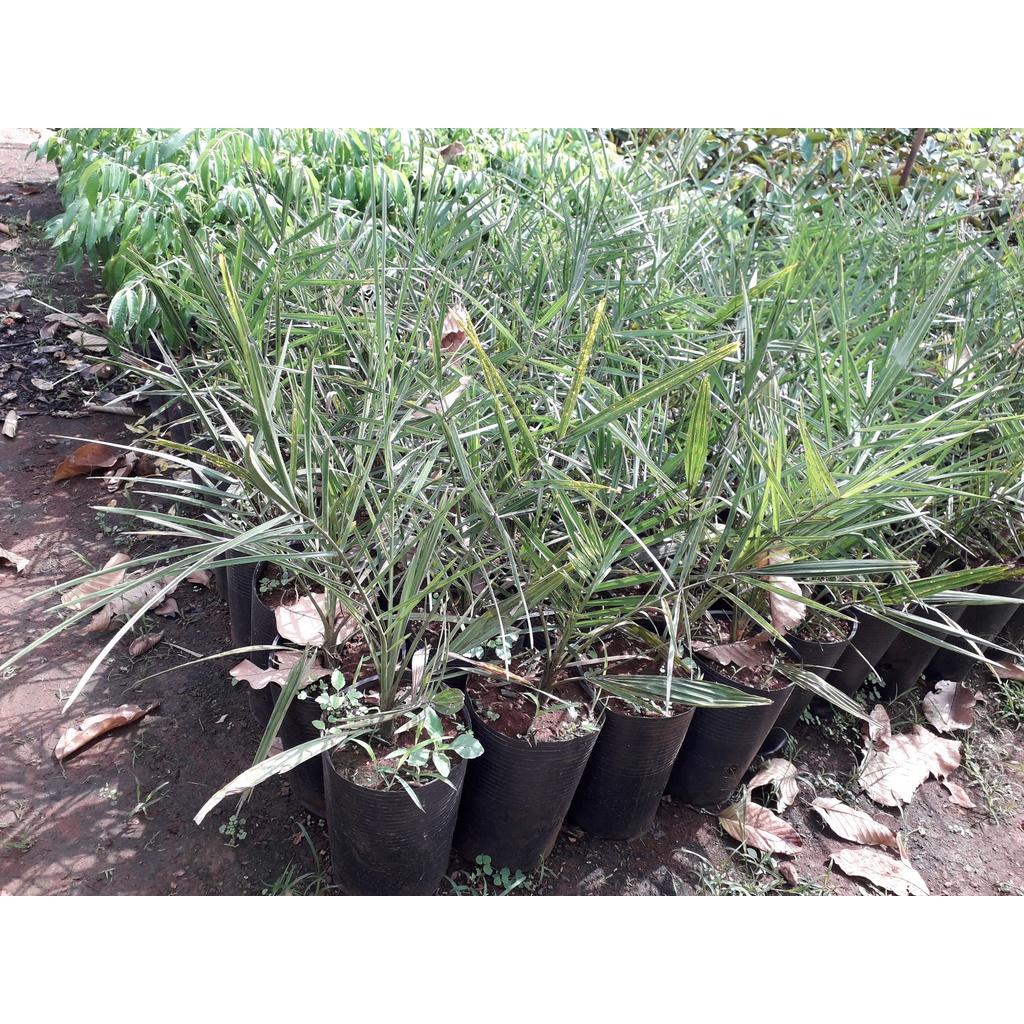 Cây giống CHÀ LÀ NAM MỸ BẦU TO KHỔNG LỒ NHƯ HÌNH
