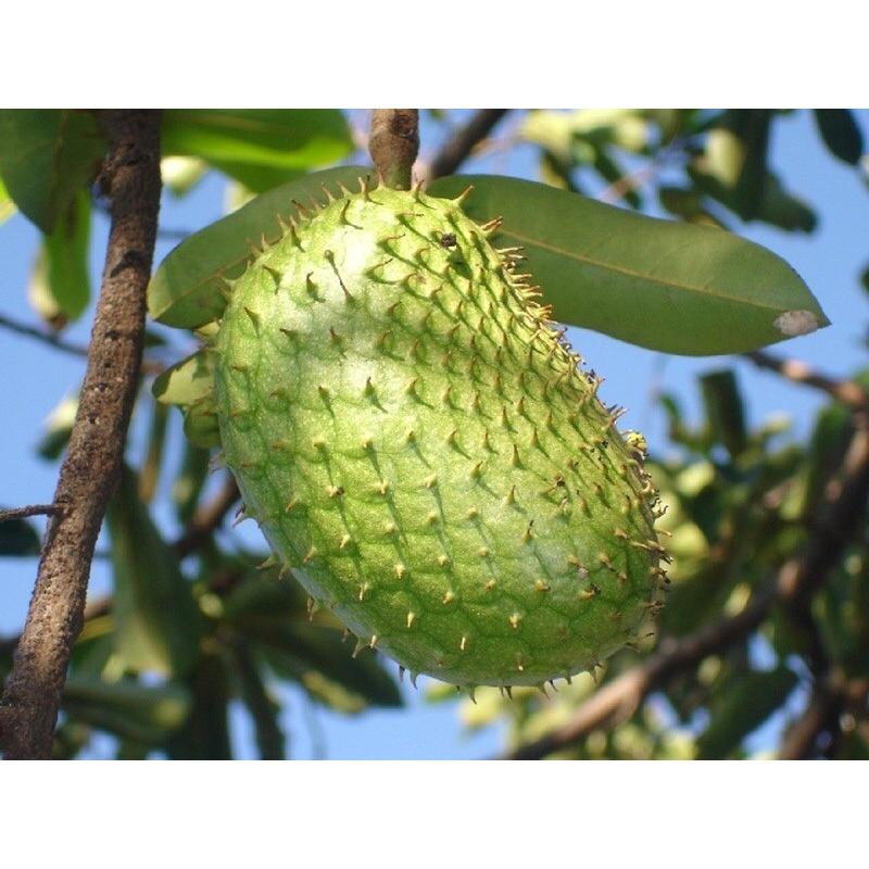 Cây mãng cầu xiêm cao 50-70 cm