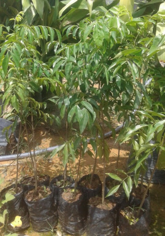Cây mắc mật giống, cao khoảng 70cm