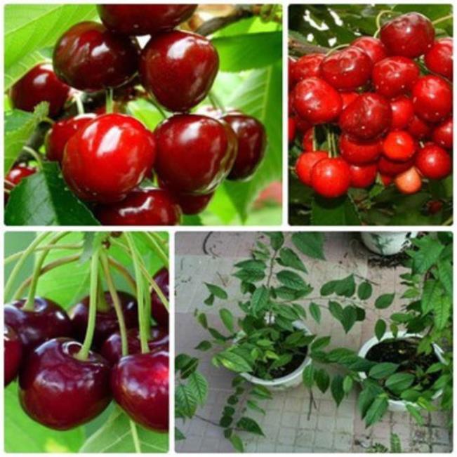CÂY GIỐNG CHERRY BRAZIL CHỊU NHIỆT,QUẢ TO ĐỎ MỌNG CAM KẾT CHUẨN GIỐNG F1