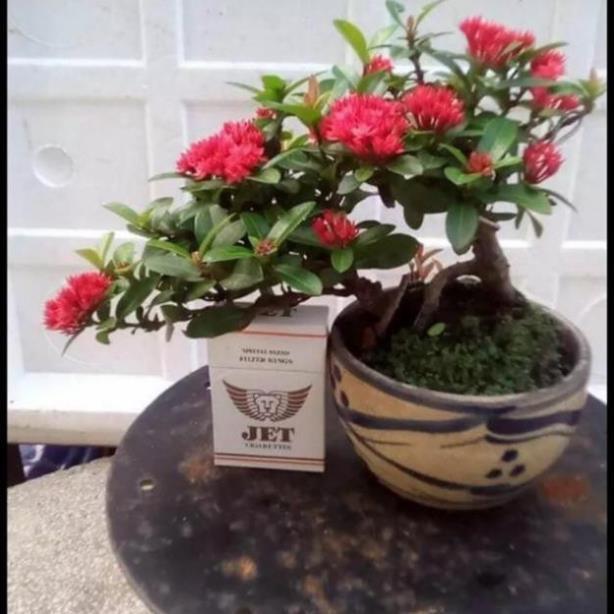 Cây giống mẫu đơn