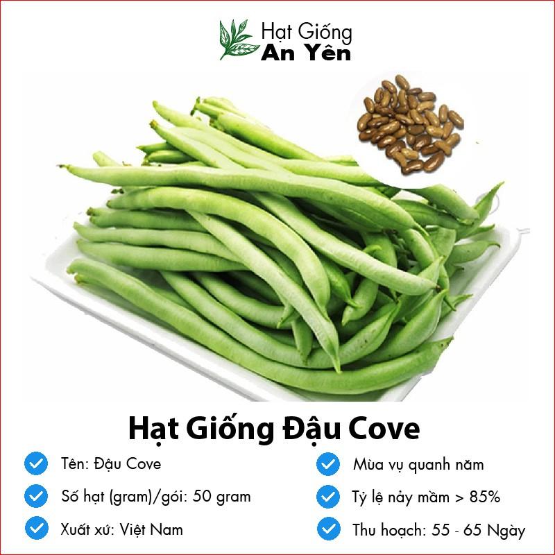 Hạt giống Đậu Cove F1 thu hoạch sớm, dễ trồng, nảy mầm cao, sinh trưởng khoẻ