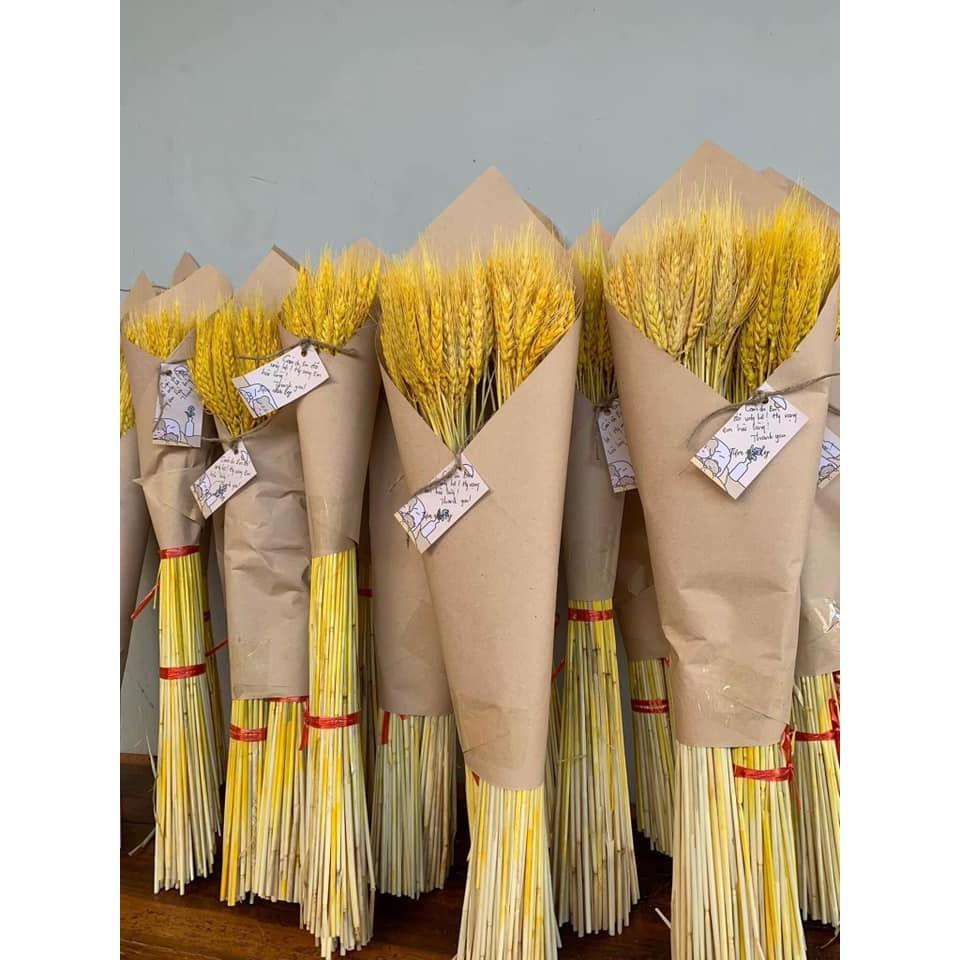 Bó Hoa 100 Bông Lúa Mạch Khô Decor Trang Trí