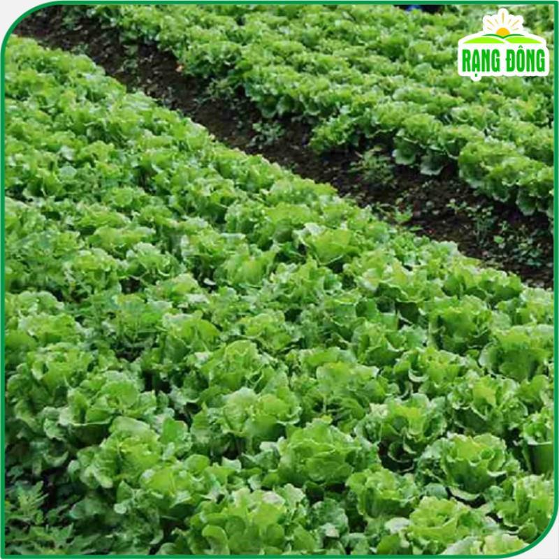Hạt giống Xà Lách Cuộn, Xà Lách Mỹ Minetto - Hạt Giống Rạng Đông