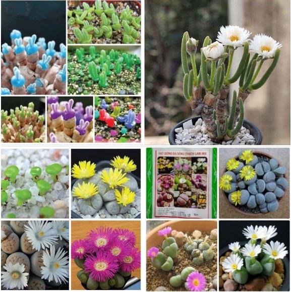 Bô 4 gói hạt giống cây cảnh mini