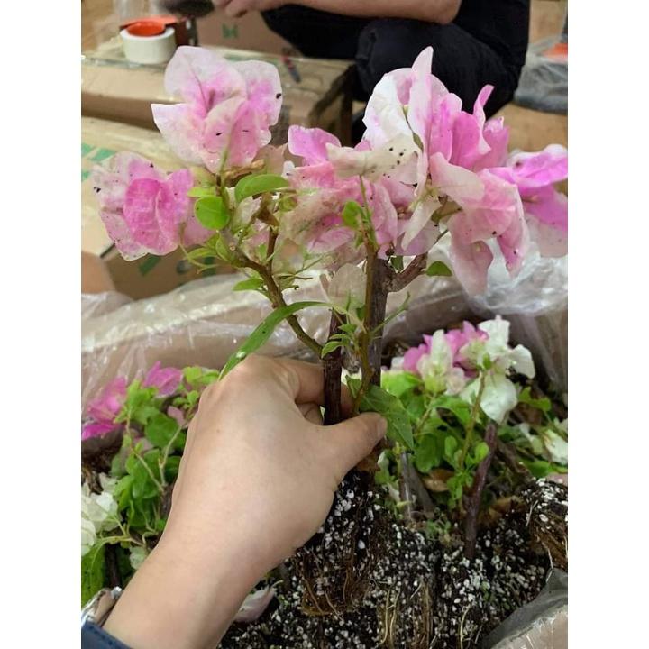Cây giống hoa giấy ngũ sắc Thái Lan nhiều màu, cây giống khỏe ít sâu bệnh, cho hoa sau 3 - 5 tháng trồng