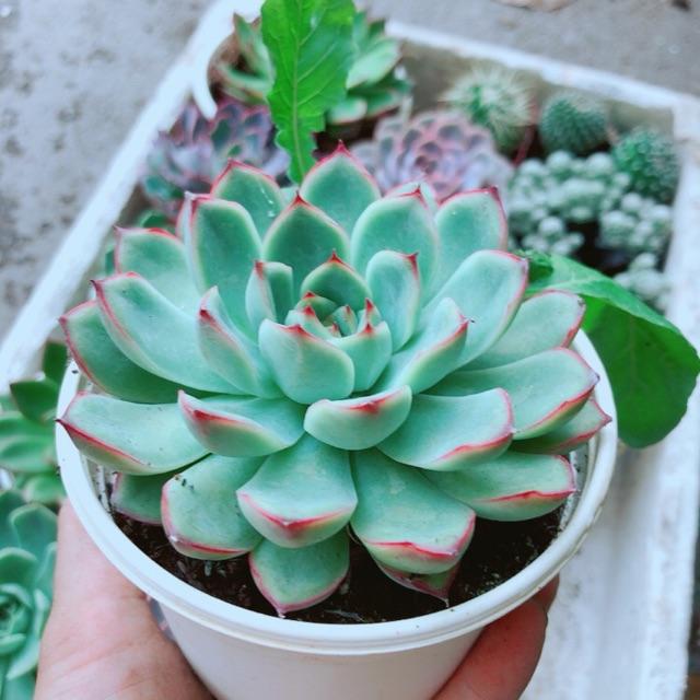 Sen Đá Viền Hồng