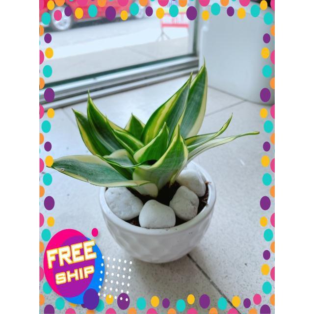 Chậu Lưỡi Hổ Thái Vàng