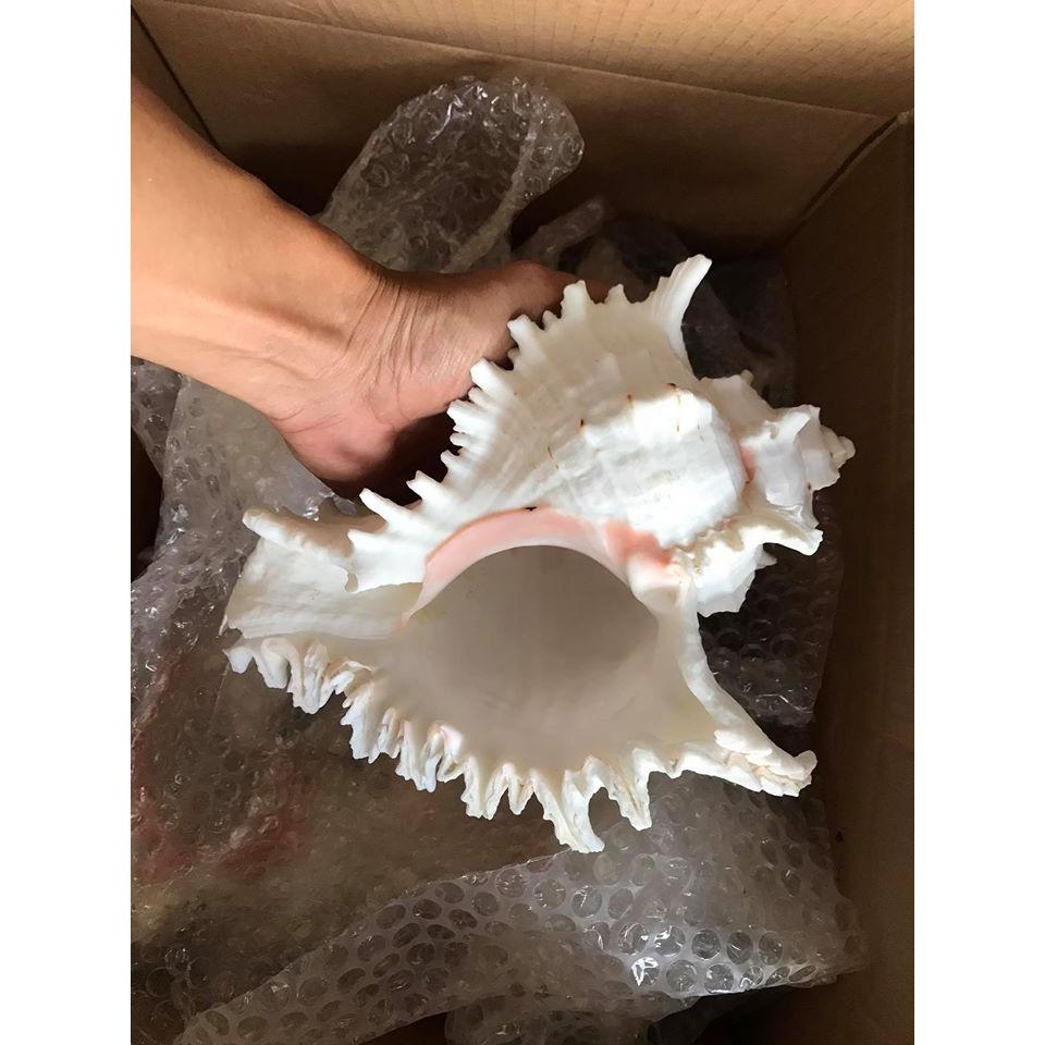 Vỏ ốc Ramosus Murex Seashell ĐẠI