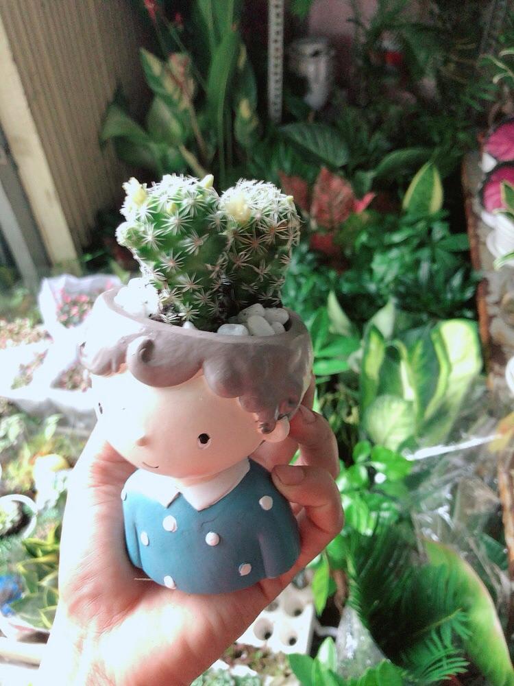 Chậu Xương Rồng Trứng Chim