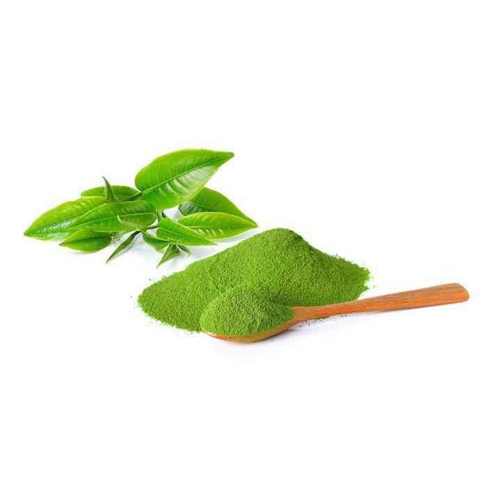 Bầu cây giống cây trà xanh + Tặng 01 cây dâu da đất